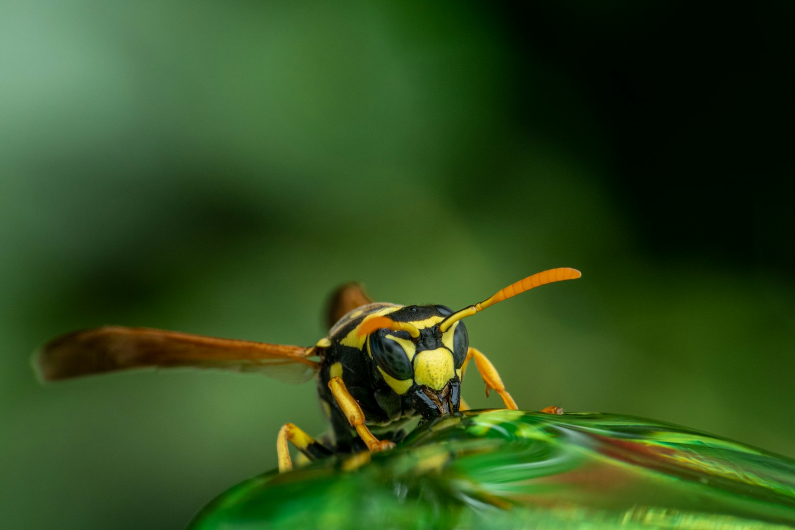 Wasp control