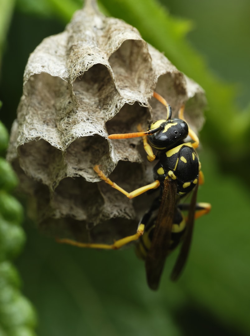GUILDFORD WASP CONTROL